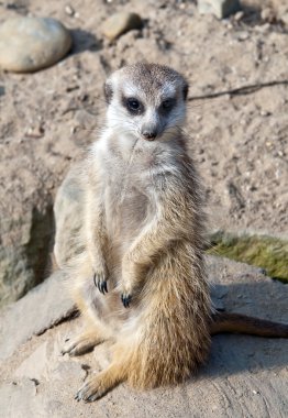 meerkat veya suricate