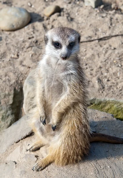 Szurikáta vagy suricate — Stock Fotó