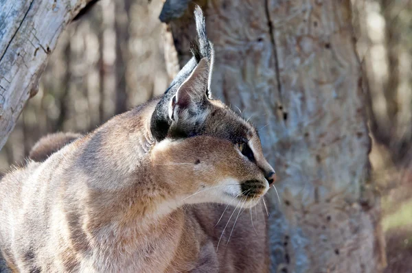 Caracal — Stock Photo, Image