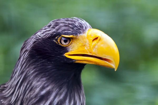 Steller 's Sea Eagle — стоковое фото