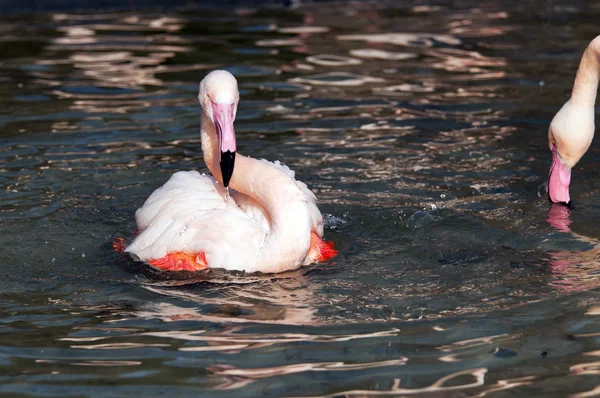 Flamingo — Stok fotoğraf