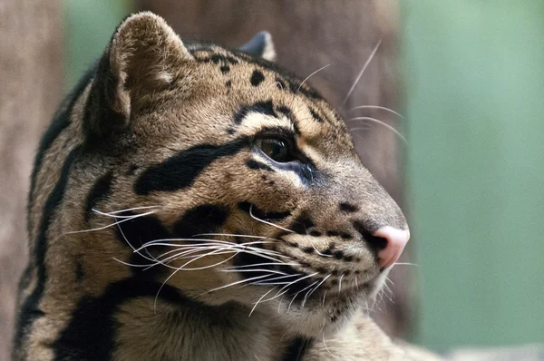 Clouded leopard — Stock Photo, Image