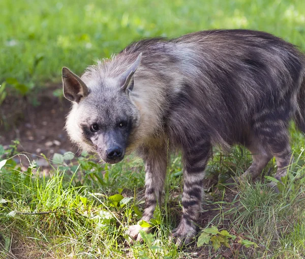 Hyena — Stok Foto