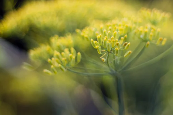 Bunga fennel. — Stok Foto