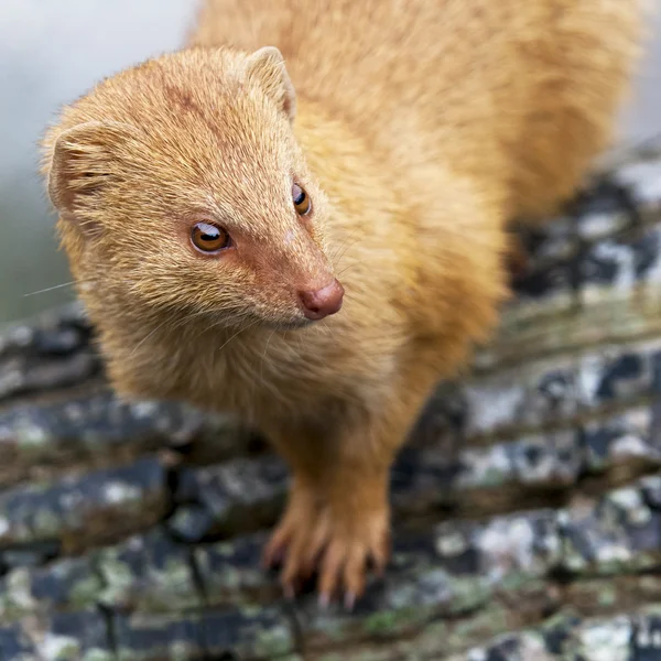 Mongoose — Stock fotografie