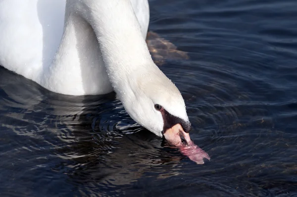 Cisne — Fotografia de Stock