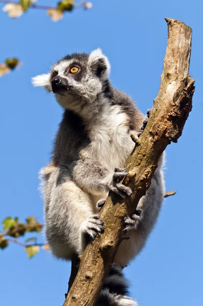 Ogoniasty lemur — Zdjęcie stockowe