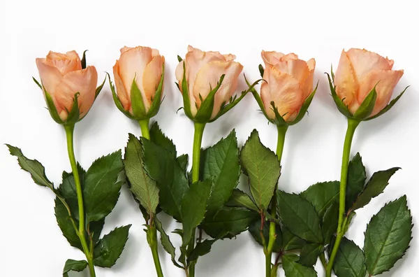 Rosas. — Foto de Stock