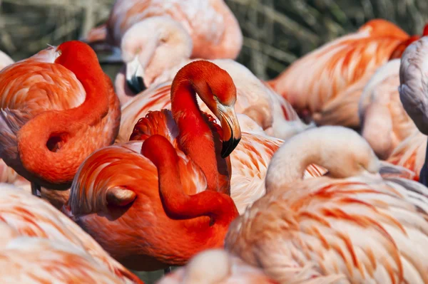 Flamingolar grubu — Stok fotoğraf