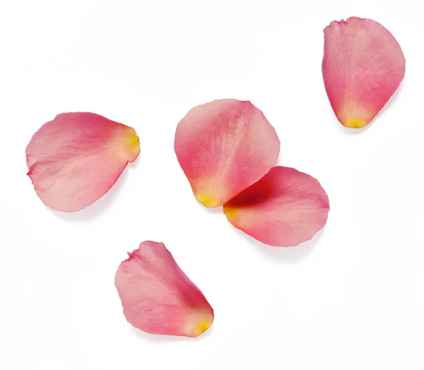 Rose petals — Stock Photo, Image