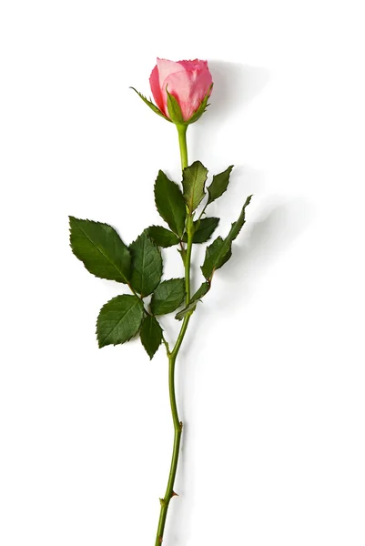 Uma rosa rosa — Fotografia de Stock