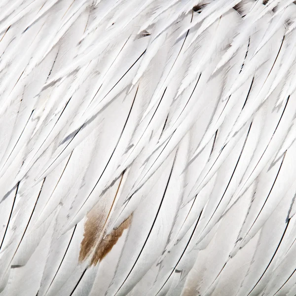 Bird feathers — Stock Photo, Image