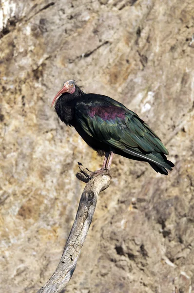 Łysych ibis — Zdjęcie stockowe