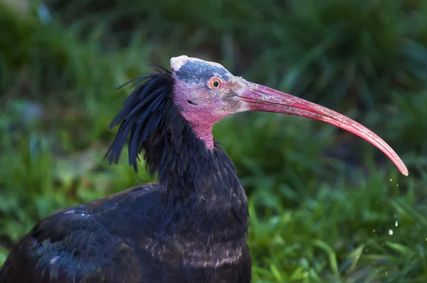 Severní plešatý ibis — Stock fotografie
