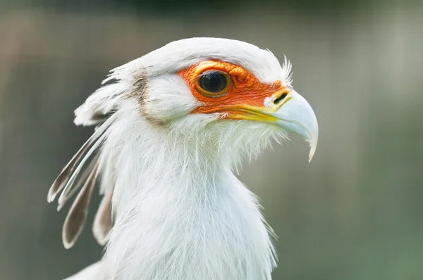 Secretarybird vagy a titkárnő madár — Stock Fotó