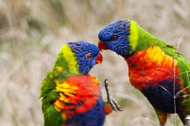 Gökkuşağı lorikeets