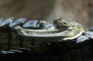 Gharial (olarak da bilinen gavial)