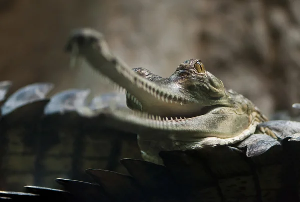 Gharial (también conocido como el gavial ) —  Fotos de Stock