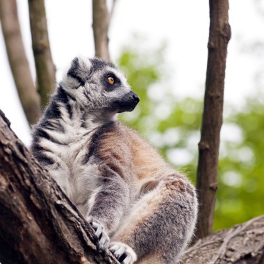 Halka kuyruklu lemur (Lemur catta) 