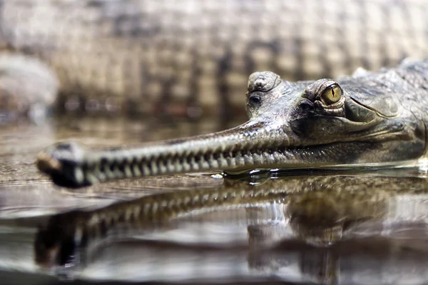 Gangeszi gaviál (más néven a gavial) — Stock Fotó