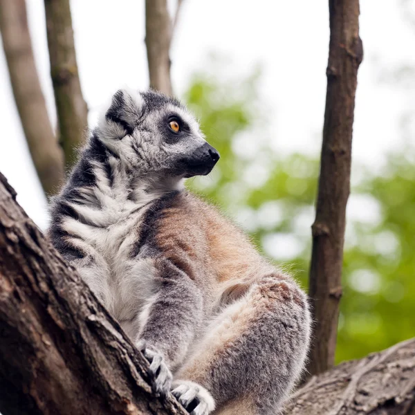 Lemur ekor cincin (Lemur catta) — Stok Foto