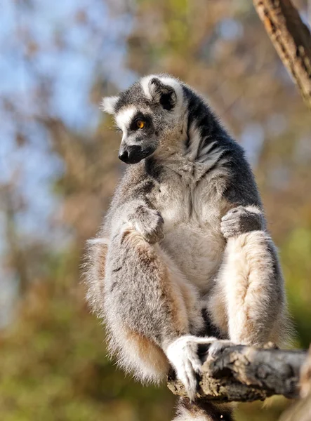 Lémure-de-cauda-anelada (Lemur catta) — Fotografia de Stock