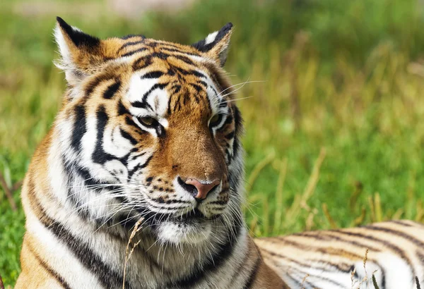 Tiger — Stock Photo, Image