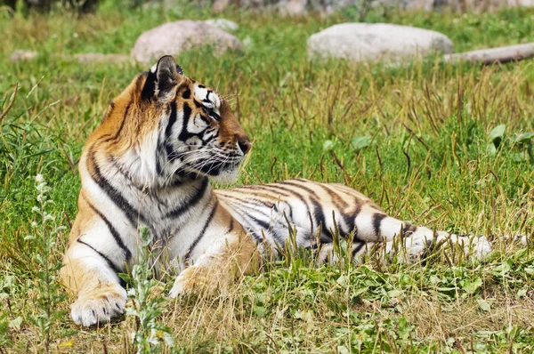 Tiger — Stock Photo, Image