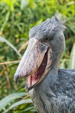 Shoebill 