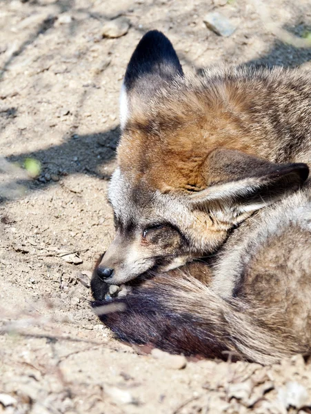 Bat-eared fox — Stock Photo, Image