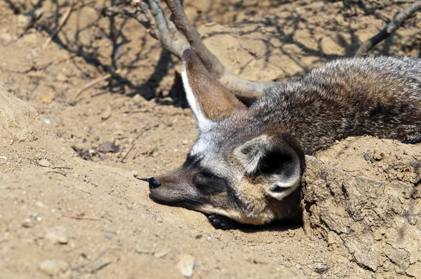 Zorro de orejas de murciélago — Foto de Stock