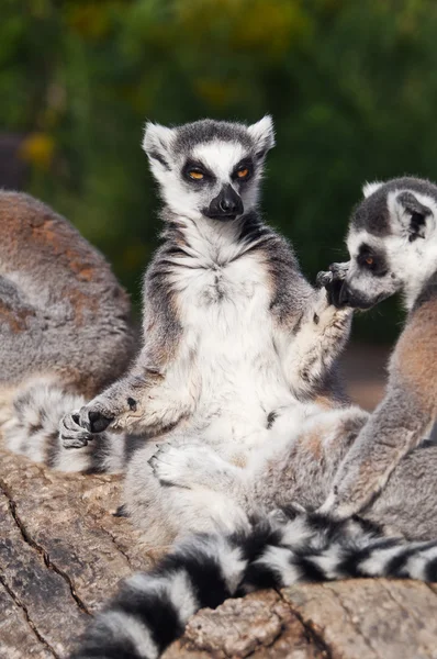 Ringschwanzmaki (Lemur catta)) — Stockfoto