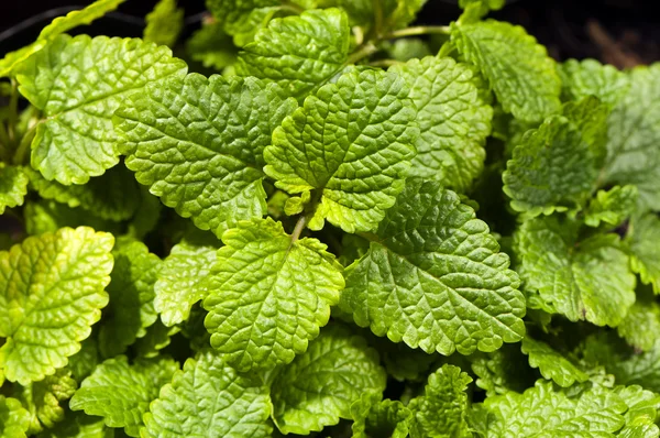 Citronmeliss, även känd som balsam eller balm mynta — Stockfoto