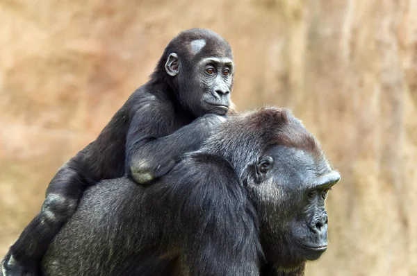 Young gorilla and its mother — Stock Photo, Image