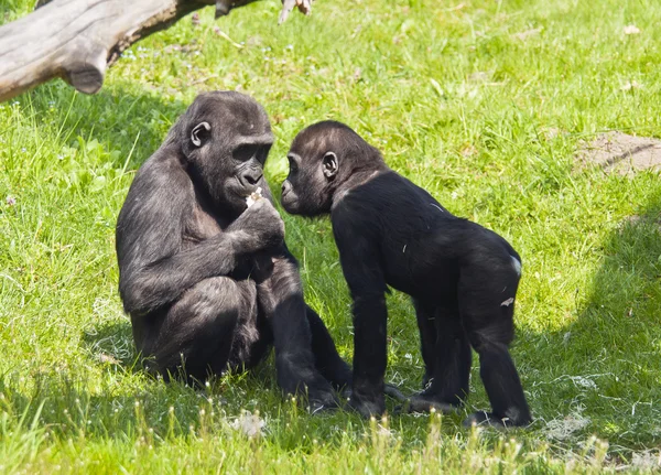 Two young gorillas — Stock Photo, Image