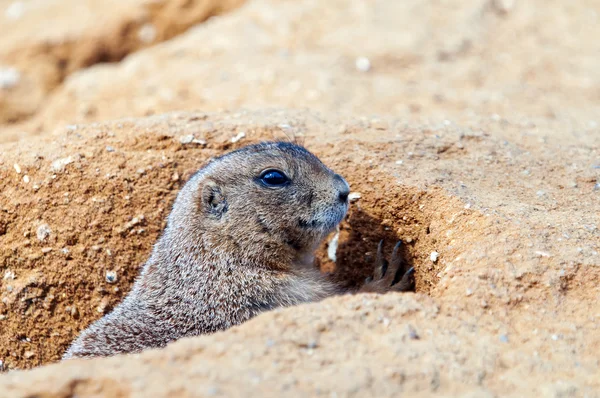 Black-tailed prairie dog — Stock Photo, Image