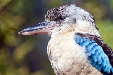 Blue-winged kookaburra clipart