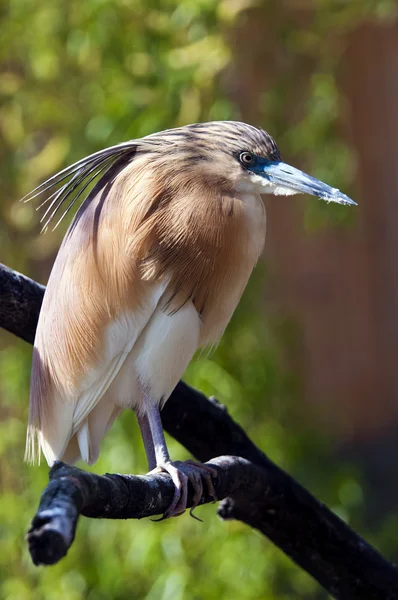 Squacco heron — Stock Photo, Image