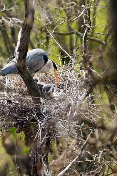 Reiger — Stockfoto