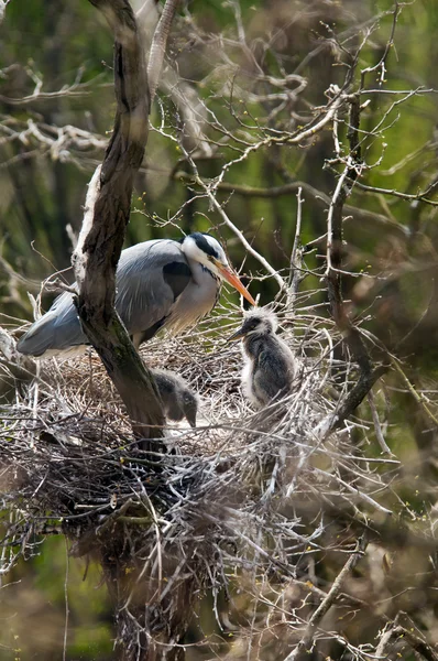 Grey heron — Stok Foto