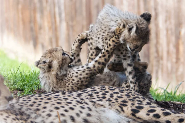 Çita yavruları — Stok fotoğraf