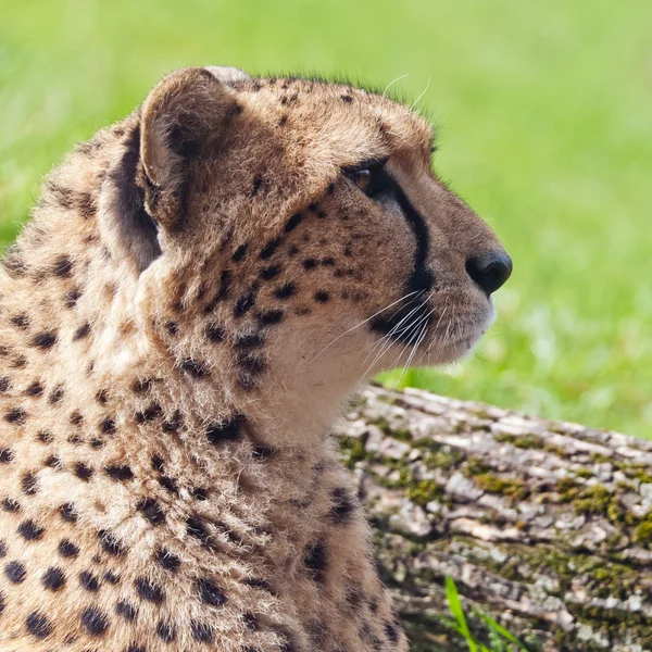 Cheetah — Stock Photo, Image