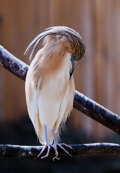 Squacco Heron — Stockfoto