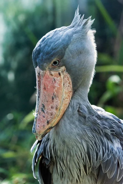 Shoebill — Φωτογραφία Αρχείου