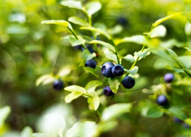 Bilberry, whortleberry veya Avrupa yaban mersini