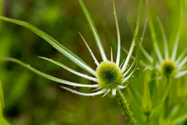 Green plant with egg-shaped head (teasel) — Stock Photo, Image