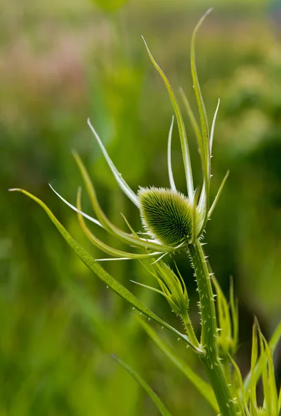 Green plant with egg-shaped head (teasel) — Stock Photo, Image
