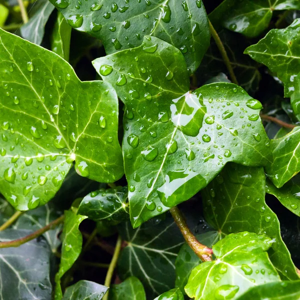 Ivy leaf with rain drops — Stok fotoğraf