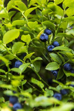 Bilberry, whortleberry veya Avrupa yaban mersini