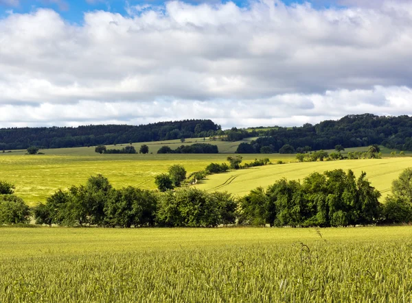 Sommarlandskap med gröna fält — Stockfoto